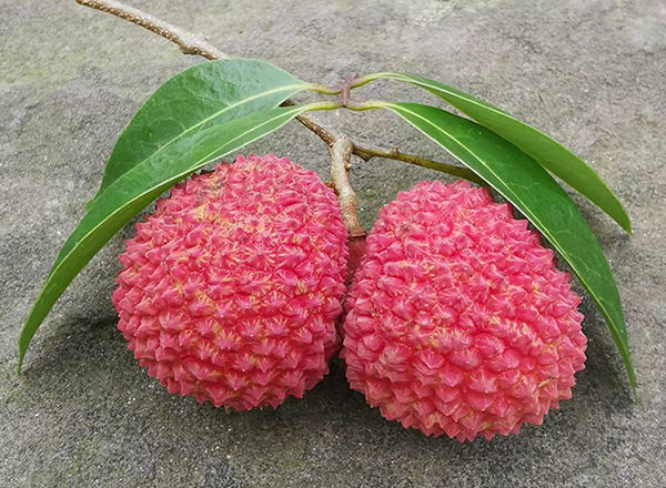 荔枝熟了